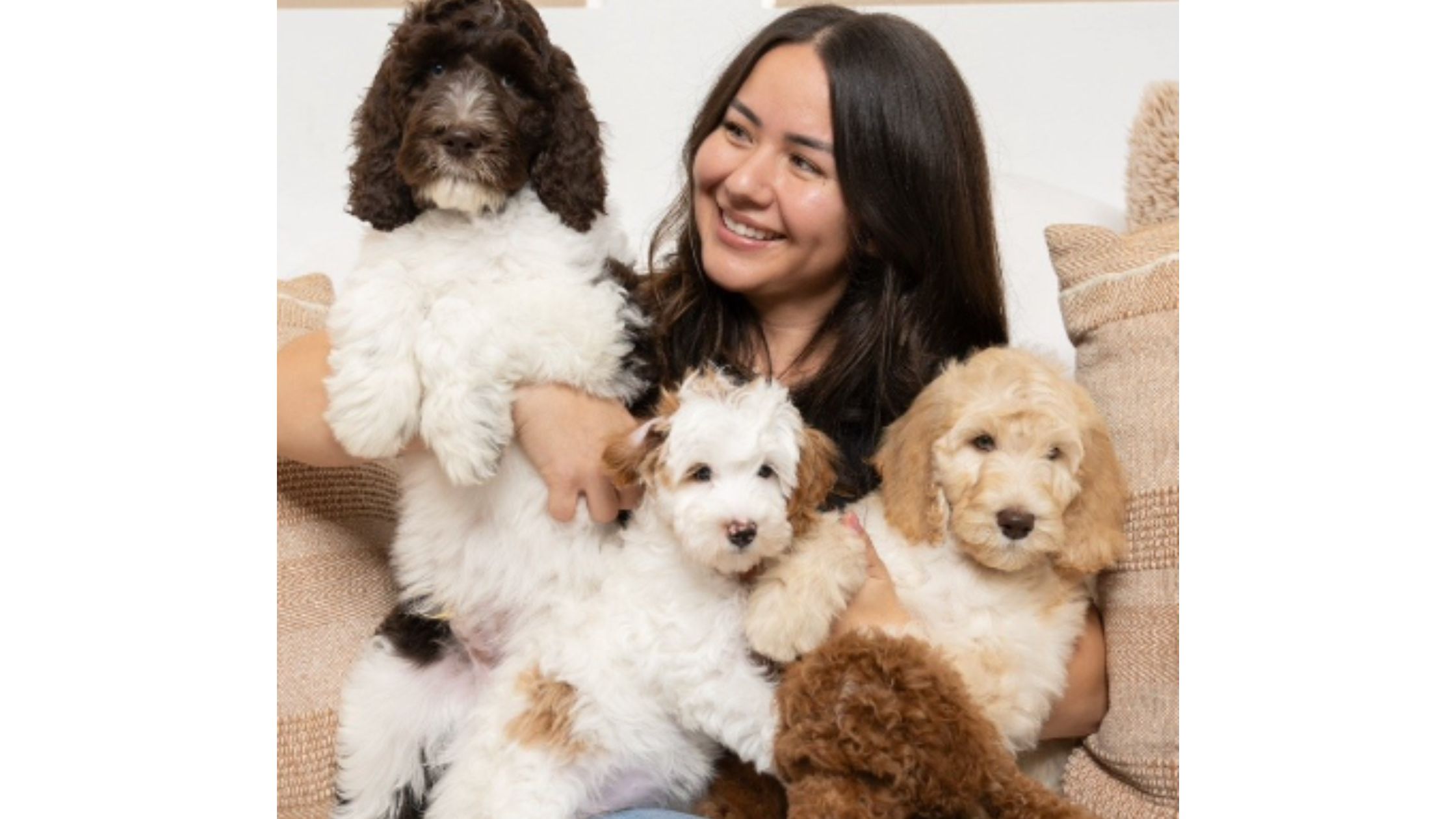 Finding Your Perfect Furry Companion: Goldendoodle Breeders in California