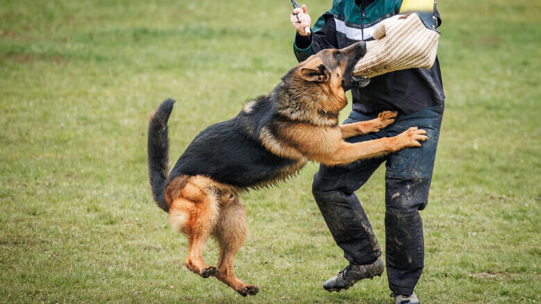 In the Wake of a Dog Bite: Your Attorney's Expertise Explained