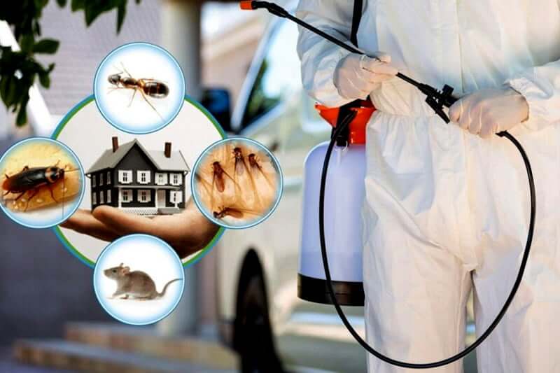 Rodent Control Vancouver: Tips and Strategies for Effective Pest Management