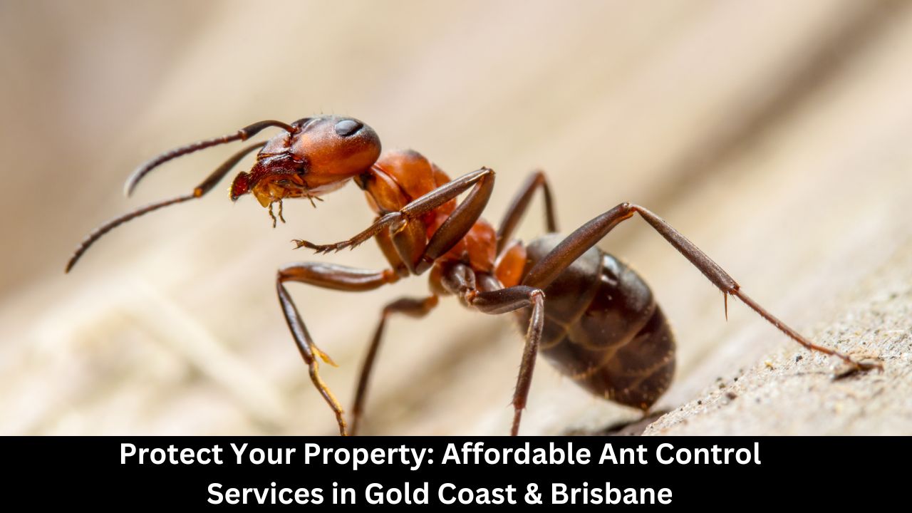 Protect Your Property: Affordable Ant Control Services in Gold Coast & Brisbane