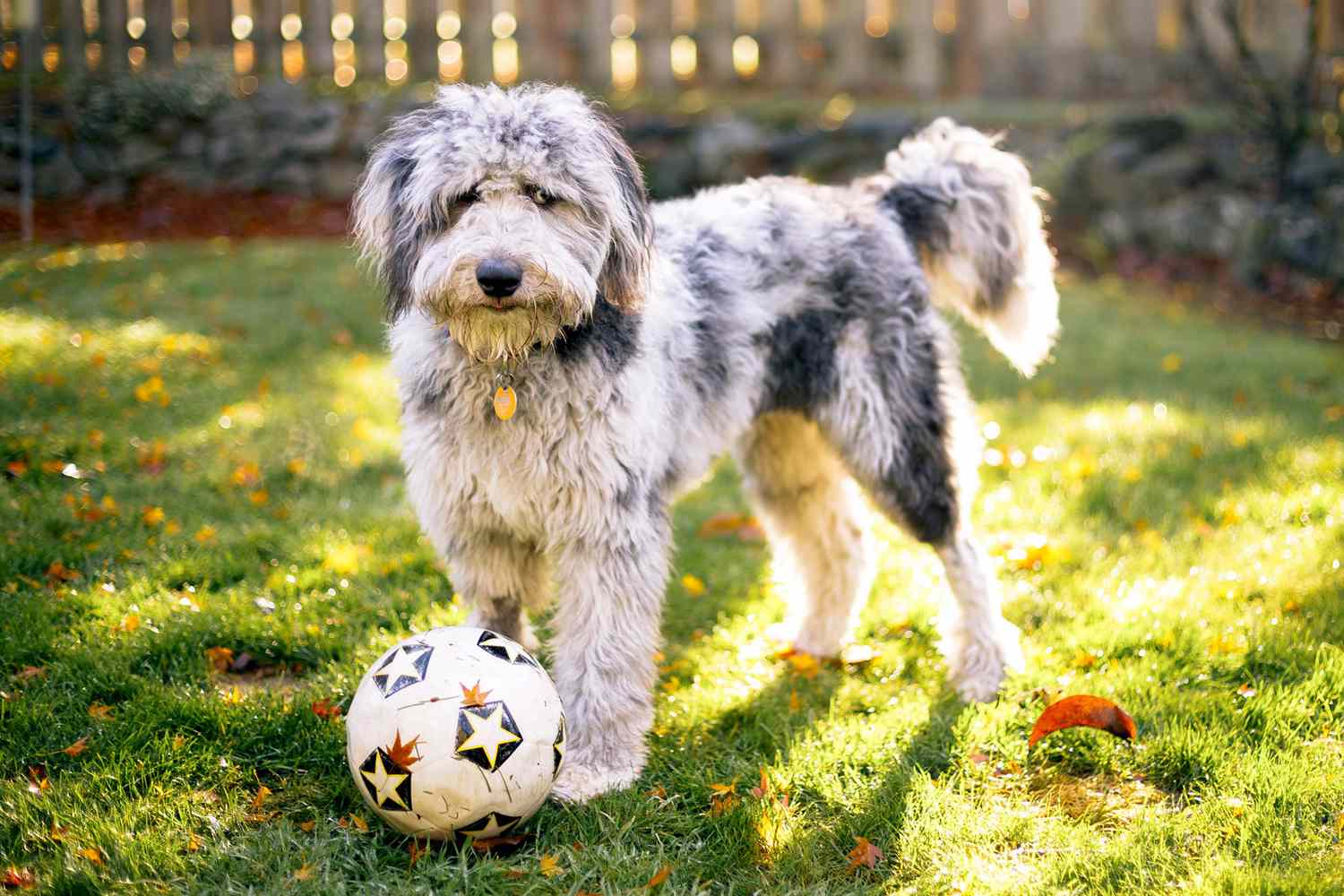 Life with a Full-Grown AussieDoodle