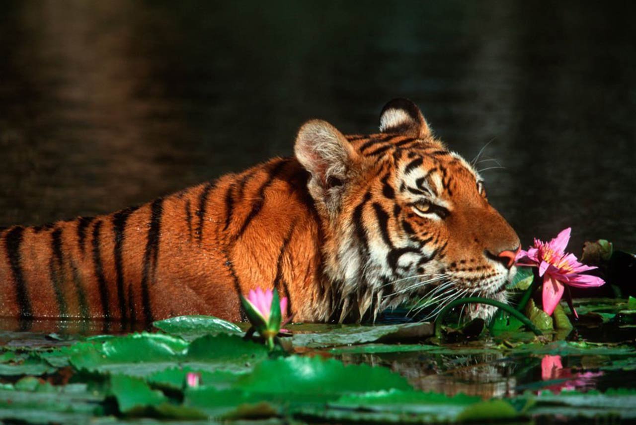 Experience the Magic of India with Wildlife and Golden Triangle Tour Packages